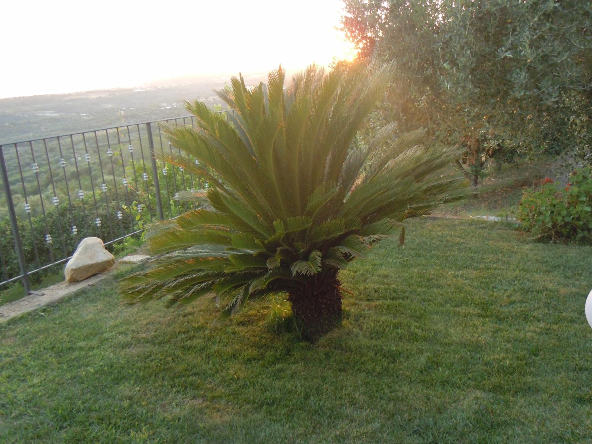 מלון San Calogero Il Colle Degli Ulivi מראה חיצוני תמונה